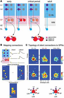 The Integrative Function of Silent Synapses on Subplate Neurons in Cortical Development and Dysfunction